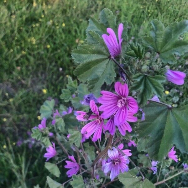 Malva setigera Λουλούδι