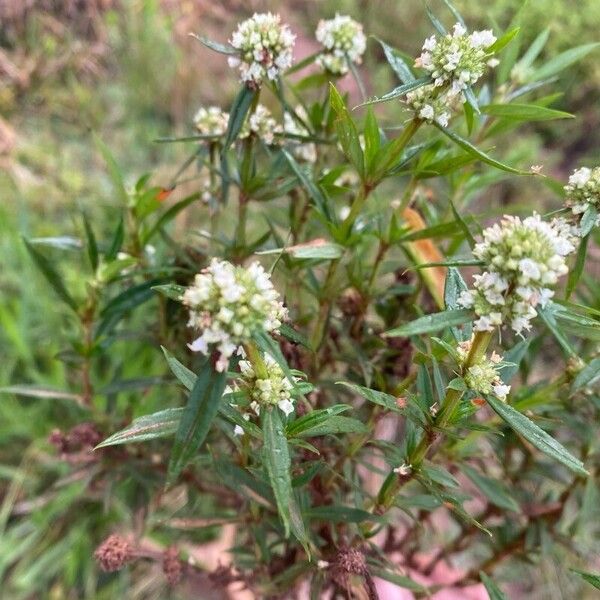 Spermacoce verticillata പുഷ്പം