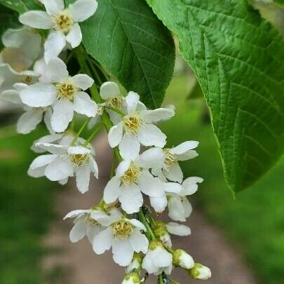 Prunus padus Blüte