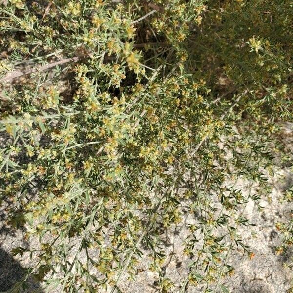 Indigofera pulchra Blad