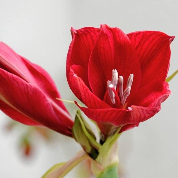 Hippeastrum reginae عادت داشتن