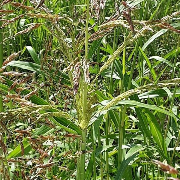 Sorghum halepense Flower