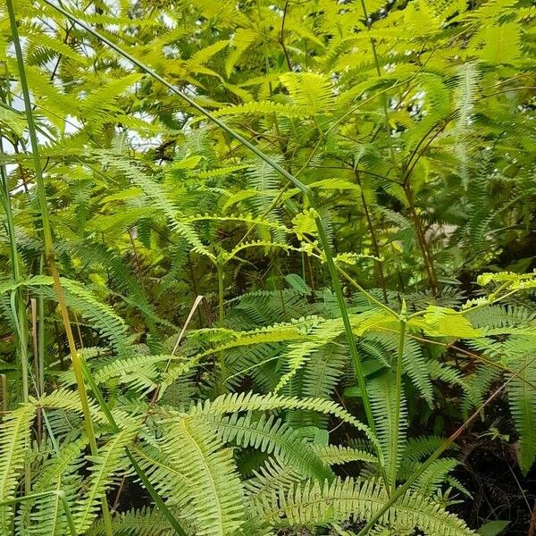 Dicranopteris flexuosa Habitat