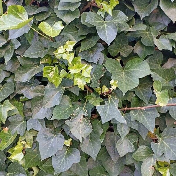 Hedera hibernica पत्ता