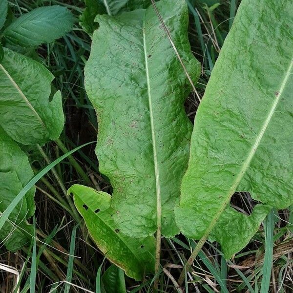 Rumex patientia Folha