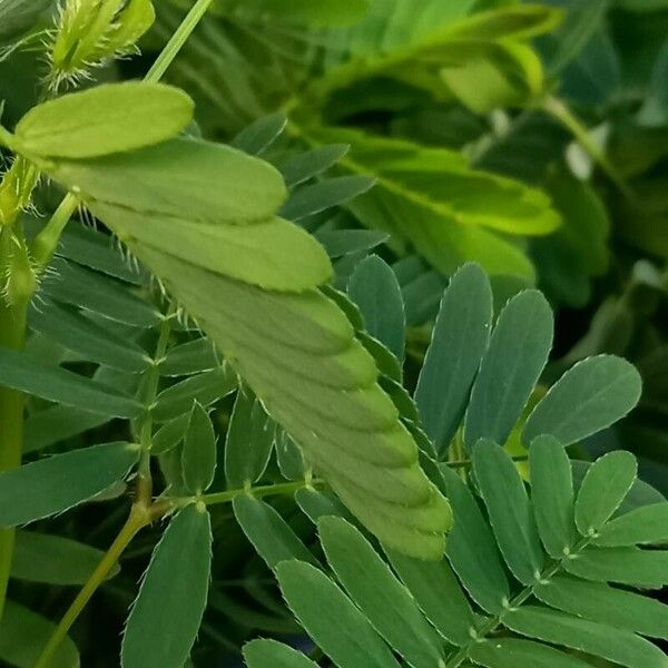 Mimosa pudica Hostoa