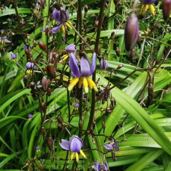 Dianella ensifolia Folla