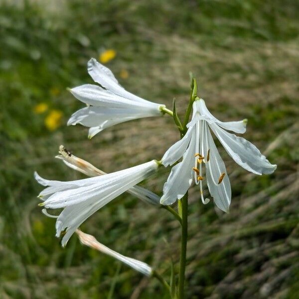 Paradisea liliastrum Flor