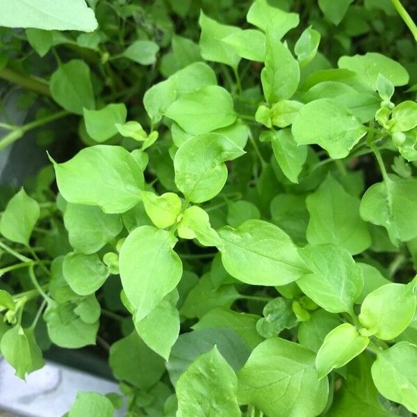 Stellaria media Leaf