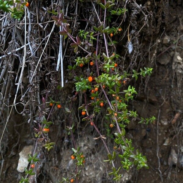 Galium hypocarpium Vili