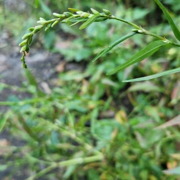 Persicaria hydropiper Blomma