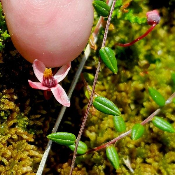 Vaccinium oxycoccos Žiedas