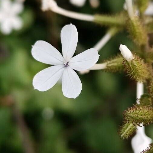 Plumbago zeylanica Blüte