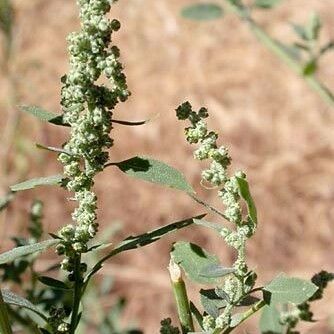 Chenopodium berlandieri Lehti