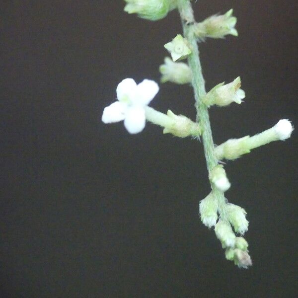 Gonzalagunia dicocca Flower