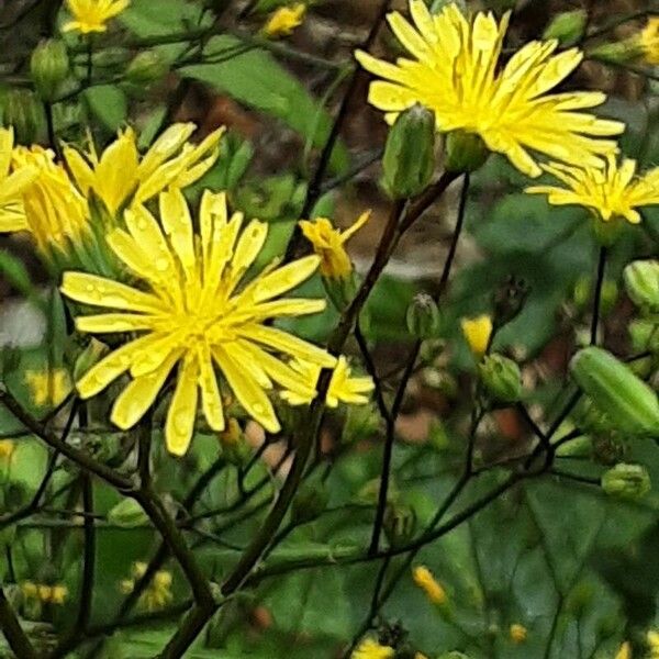 Lapsana communis Flors