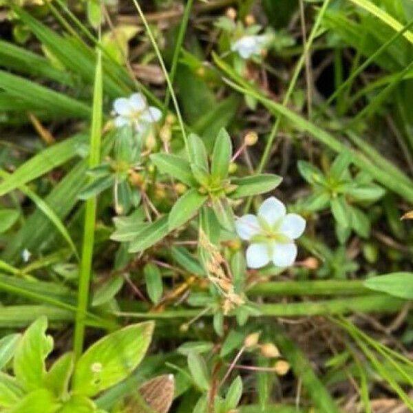 Sauvagesia erecta Blomst