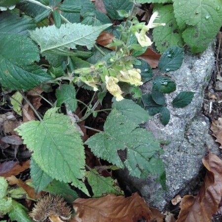 Salvia glutinosa Outro