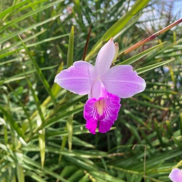 Arundina graminifolia Цвят