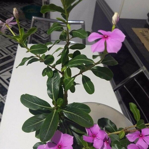 Catharanthus roseus ফুল