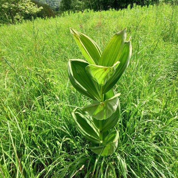 Veratrum album Liść