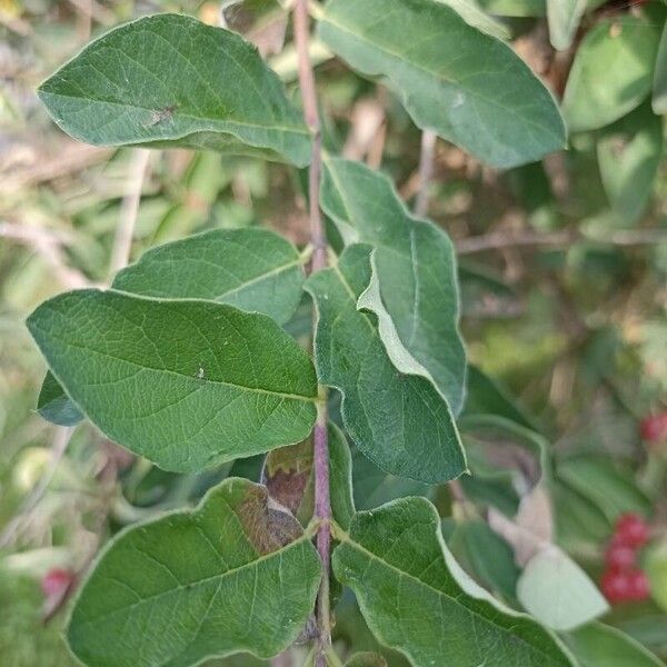 Lonicera maackii Φύλλο