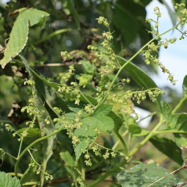 Humulus scandens Flor