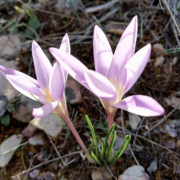 Colchicum autumnale Květ