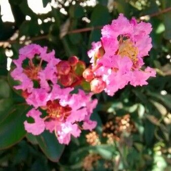 Lagerstroemia indica Blüte
