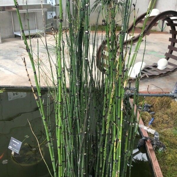 Equisetum palustre 葉