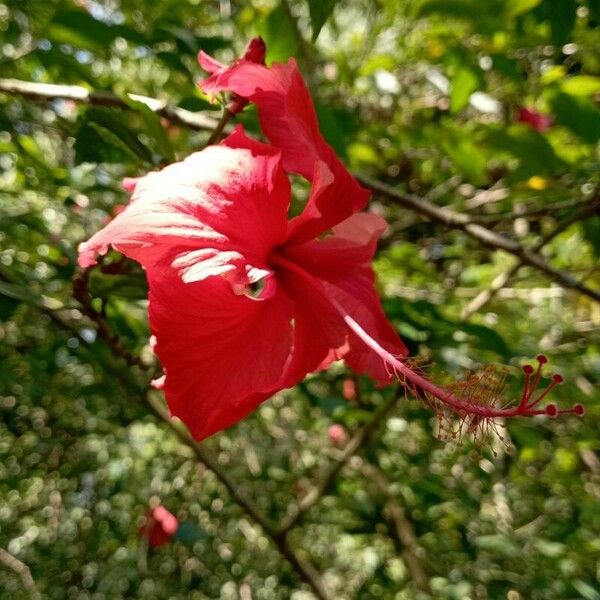 Hibiscus schizopetalus Çiçek