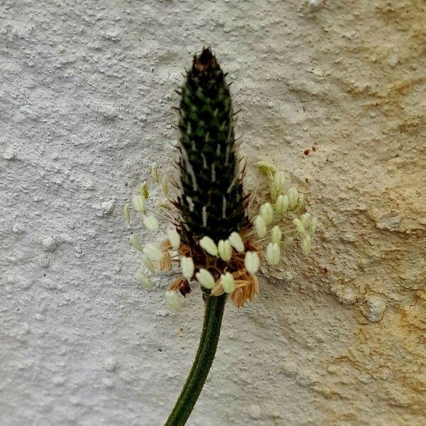 Plantago argentea Flower