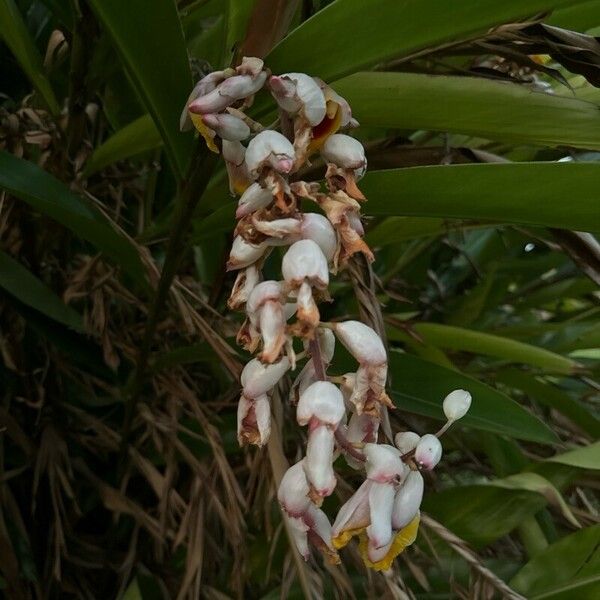 Alpinia zerumbet Flors