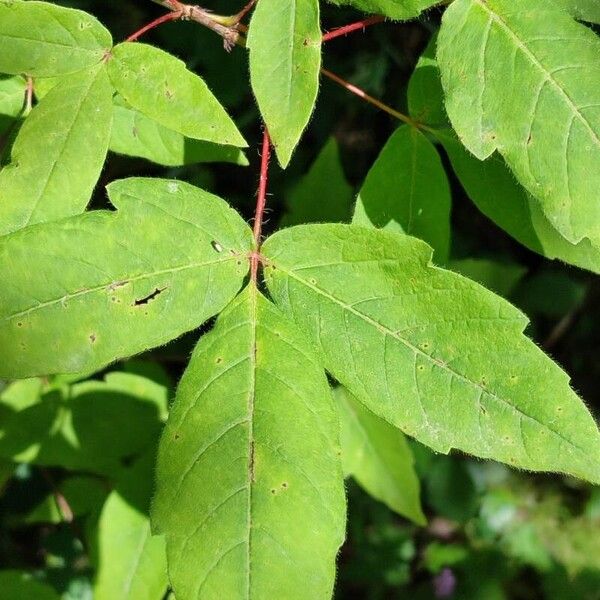 Acer triflorum Blad