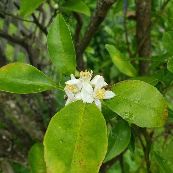 Citrus × aurantium Blomst