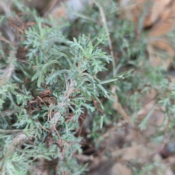 Artemisia herba-alba Leaf
