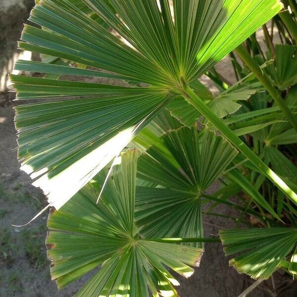 Carludovica palmata Leht
