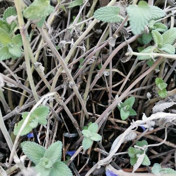 Nepeta cataria Corteccia