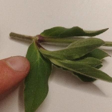 Silene latifolia Leaf