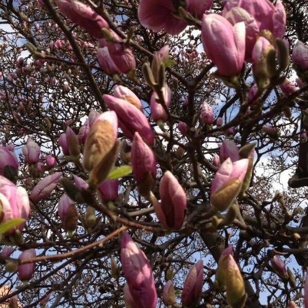 Magnolia × soulangeana 花