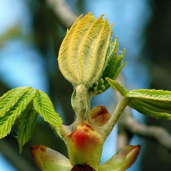 Aesculus hippocastanum Yaprak