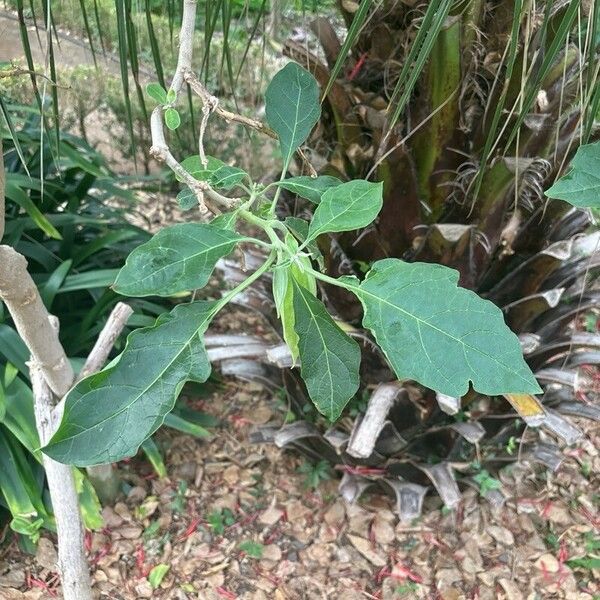 Brugmansia sanguinea 葉