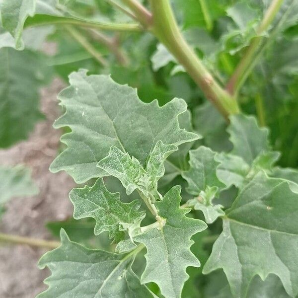 Atriplex tatarica Lapas