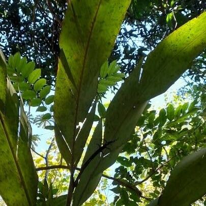 Hedychium coronarium Leaf