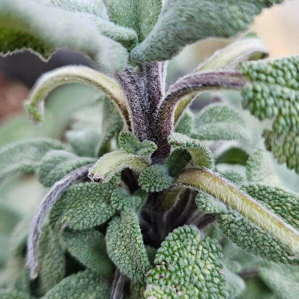 Salvia officinalis Kabuk