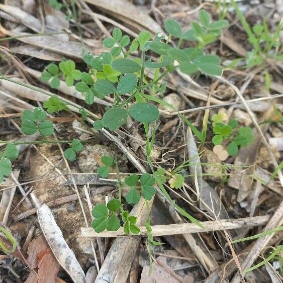 Vicia lathyroides Лист