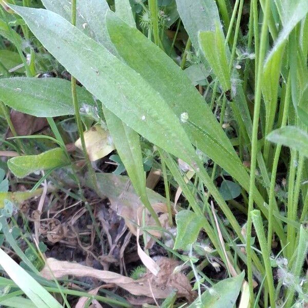 Plantago lagopus Levél