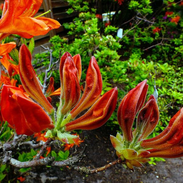 Rhododendron japonicum Květ