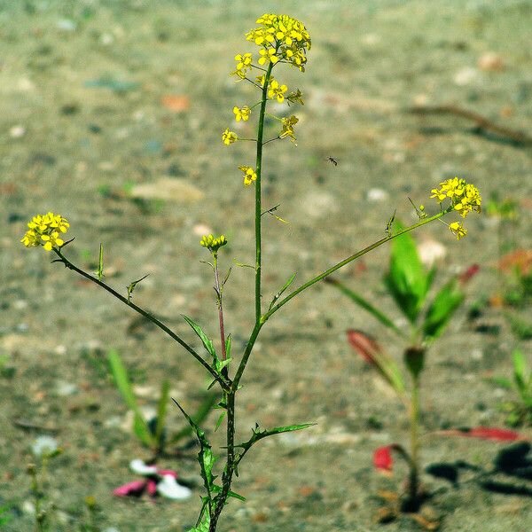 Sisymbrium altissimum عادت