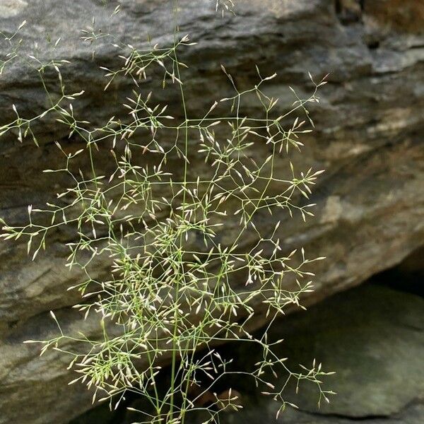 Aira elegantissima Flor